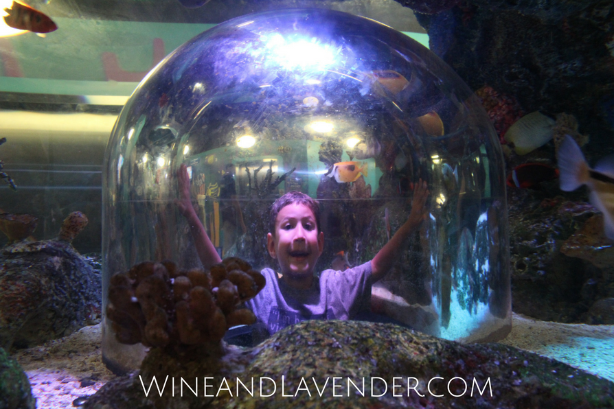 Sea Life Aquarium in Grapevine, TX has a world of wonder to explore! If you're looking for a quick weekend getaway with kids or just fun with kids, you'll have to check them out. Here are 5 reasons why... Click here. 