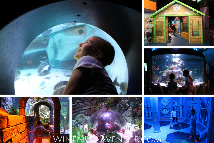 Here's a sneak peek of Sea Life Aquarium and 5 reasons why it's a great place to take kids! 